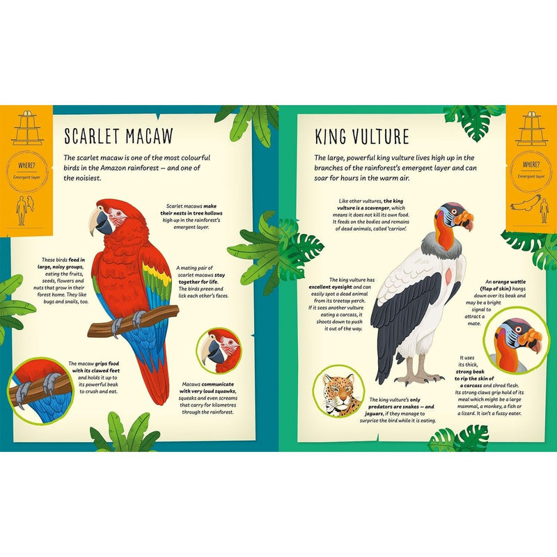 My Incredible Rainforest Expedition STEM Explorer book and 3D model kit by Susan Mayes, featuring rainforests and educational tools.
