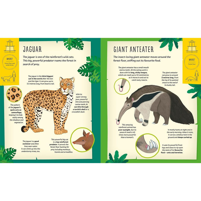 My Incredible Rainforest Expedition STEM Explorer book and 3D model kit by Susan Mayes, featuring rainforest illustrations and educational components.