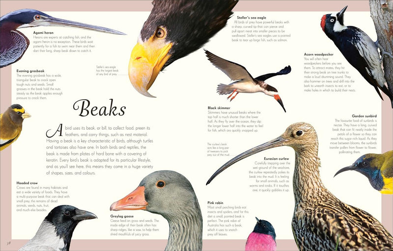 DK Children's Anthologies An Anthology of Exquisite Birds Discover the Beauty of the Avian World - Non Fiction
