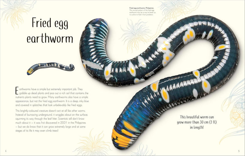 DK Children's Anthologies An Anthology of Remarkable Bugs - Insect World - Non Fiction