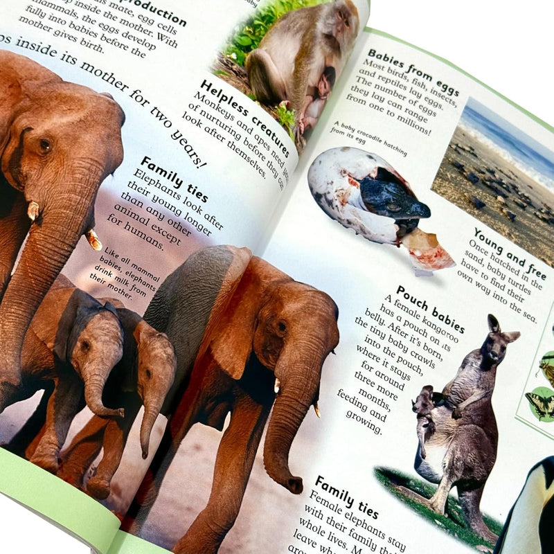 DK My First Encyclopedia 4-book collection set for ages 3-7, featuring colorful covers and educational illustrations.