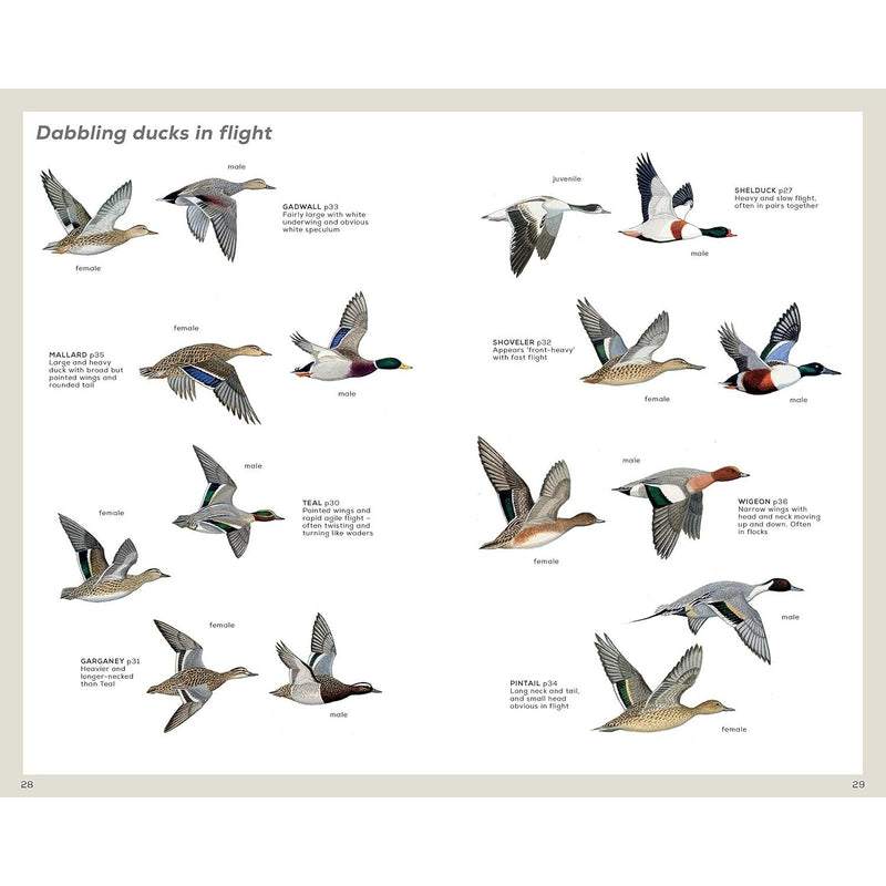 RSPB Handbook of British Birds: Fifth edition Paperback