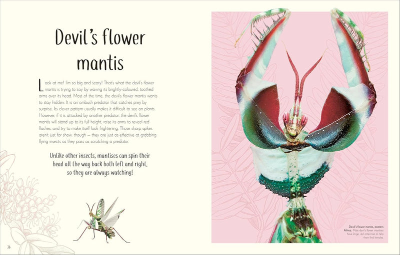 DK Children's Anthologies An Anthology of Remarkable Bugs - Insect World - Non Fiction