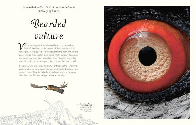 DK Children's Anthologies An Anthology of Exquisite Birds Discover the Beauty of the Avian World - Non Fiction