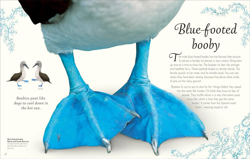 DK Children's Anthologies An Anthology of Exquisite Birds Discover the Beauty of the Avian World - Non Fiction