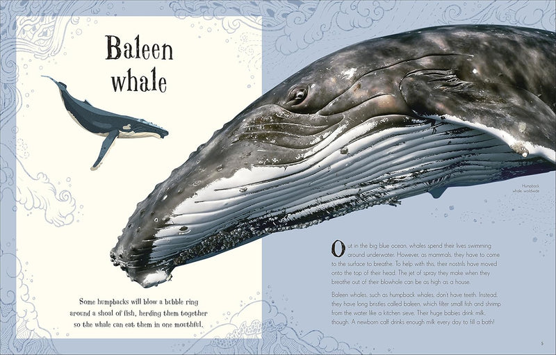 An Anthology of Intriguing Animals by Ben Hoare (DK Children's Anthologies)