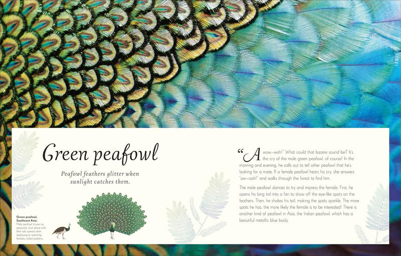 DK Children's Anthologies An Anthology of Exquisite Birds Discover the Beauty of the Avian World - Non Fiction