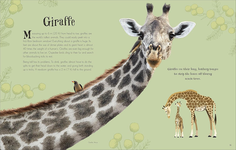 An Anthology of Intriguing Animals by Ben Hoare (DK Children's Anthologies)