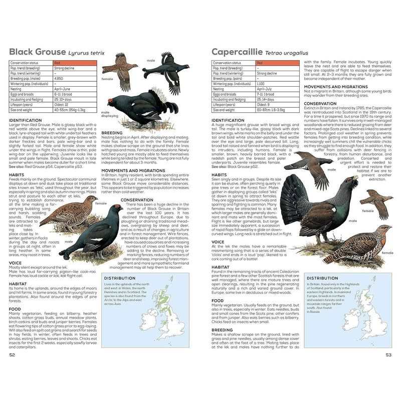 RSPB Handbook of British Birds: Fifth edition Paperback