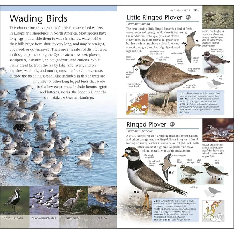 RSPB Pocket Birds of Britain and Europe 5th Edition by RSPB - Non Fiction - Field Guide Book