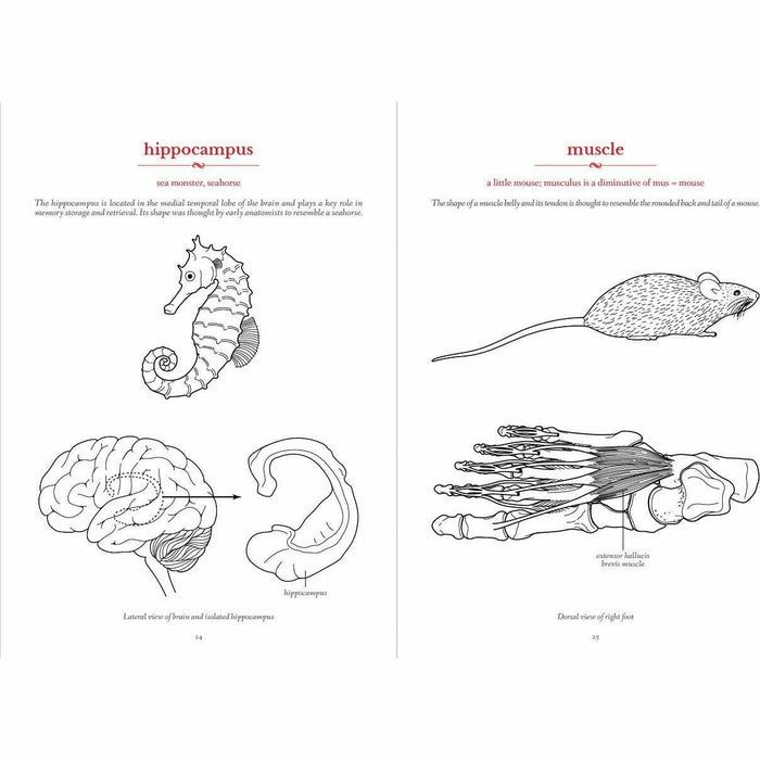 The Secret Language of Anatomy - The Book Bundle