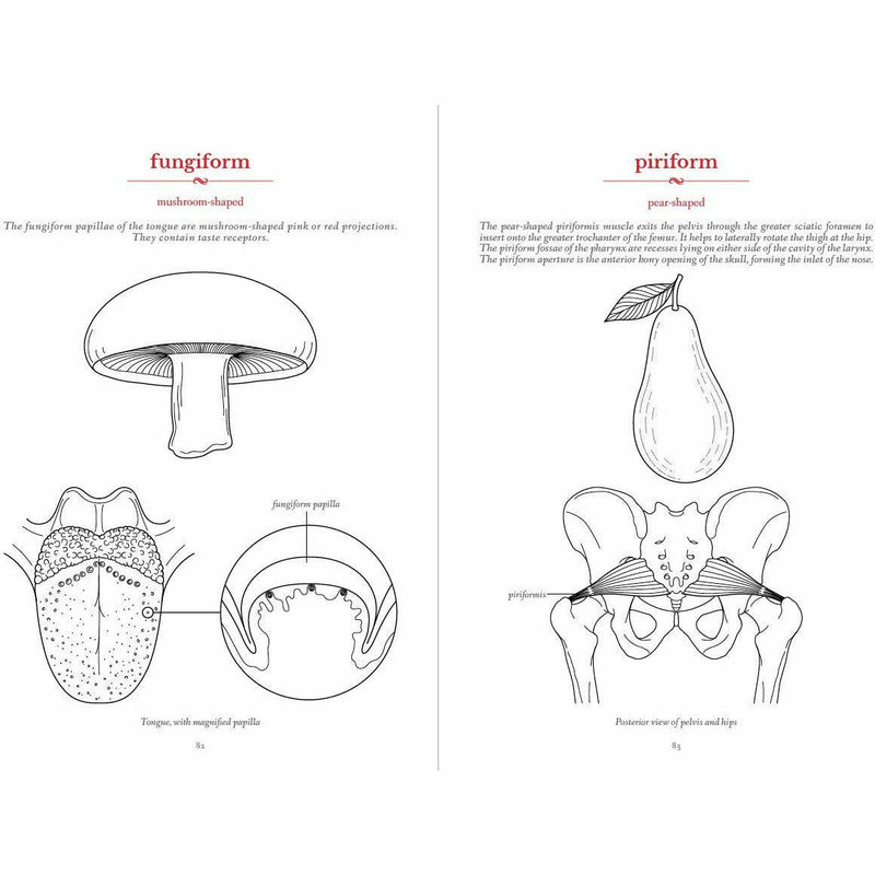 The Secret Language of Anatomy - The Book Bundle