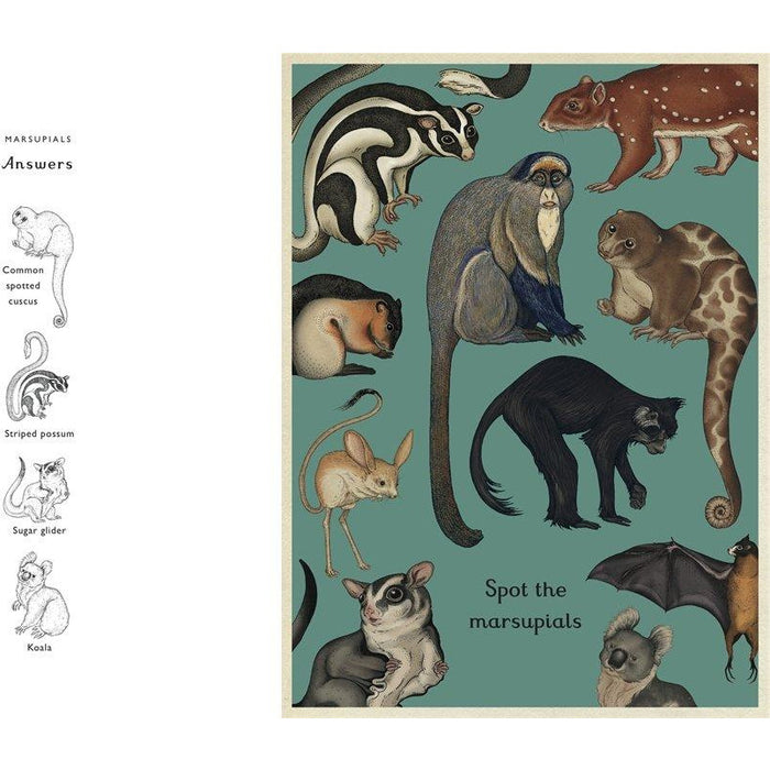 Animalium Activity Book (Welcome To The Museum) - The Book Bundle