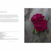 Hardcover book titled "Vintage Roses" by Jane Eastoe, featuring images of various beautiful rose varieties for home and garden.