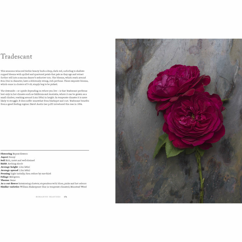 Hardcover book titled "Vintage Roses" by Jane Eastoe, featuring images of various beautiful rose varieties for home and garden.