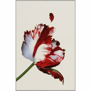 Twilight Saga (Five book set) - The Book Bundle