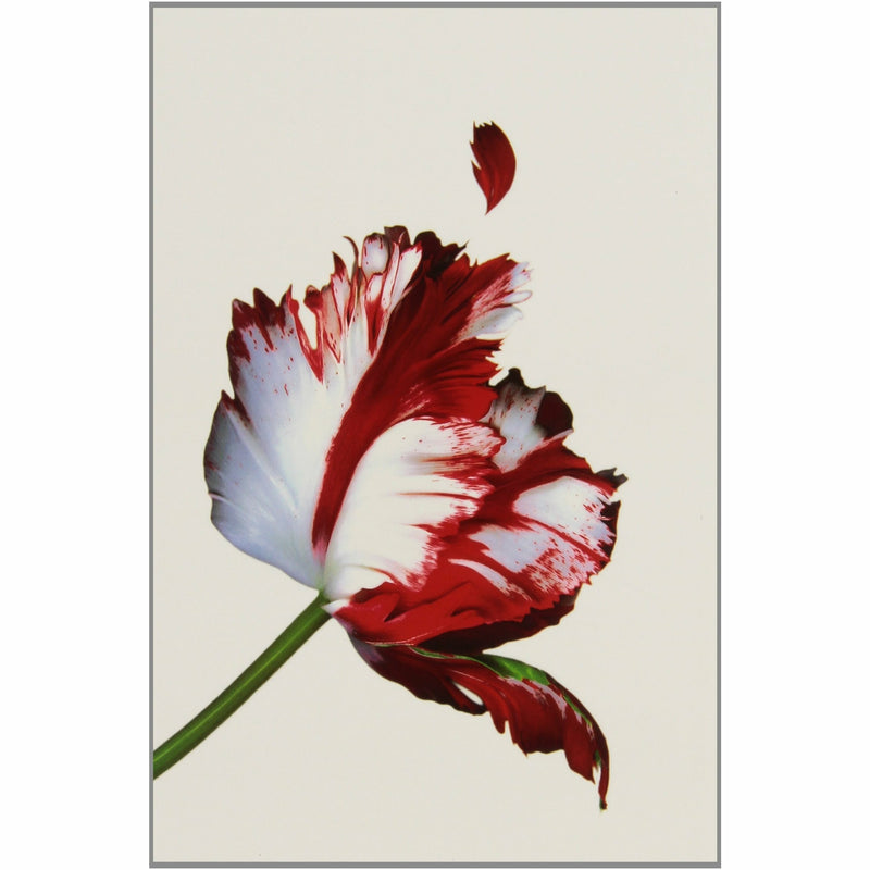 Twilight Saga (Five book set) - The Book Bundle