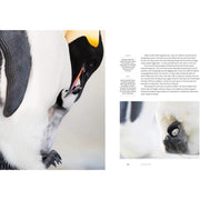 Dynasties: The Rise and Fall of Animal Families (TV Tie in) - The Book Bundle