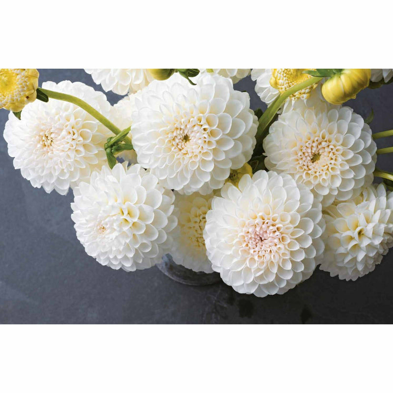 Dahlias: Beautiful varieties for home and garden (Beautiful Varieties/Home/Gardn) - The Book Bundle
