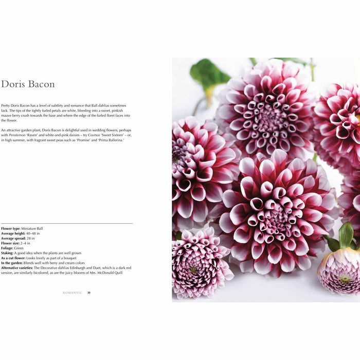 Dahlias: Beautiful varieties for home and garden (Beautiful Varieties/Home/Gardn) - The Book Bundle