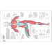 Science of Yoga: Understand the Anatomy and Physiology to Perfect your Practice - The Book Bundle