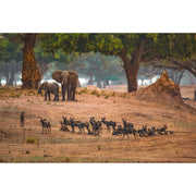 Dynasties: The Rise and Fall of Animal Families (TV Tie in) - The Book Bundle