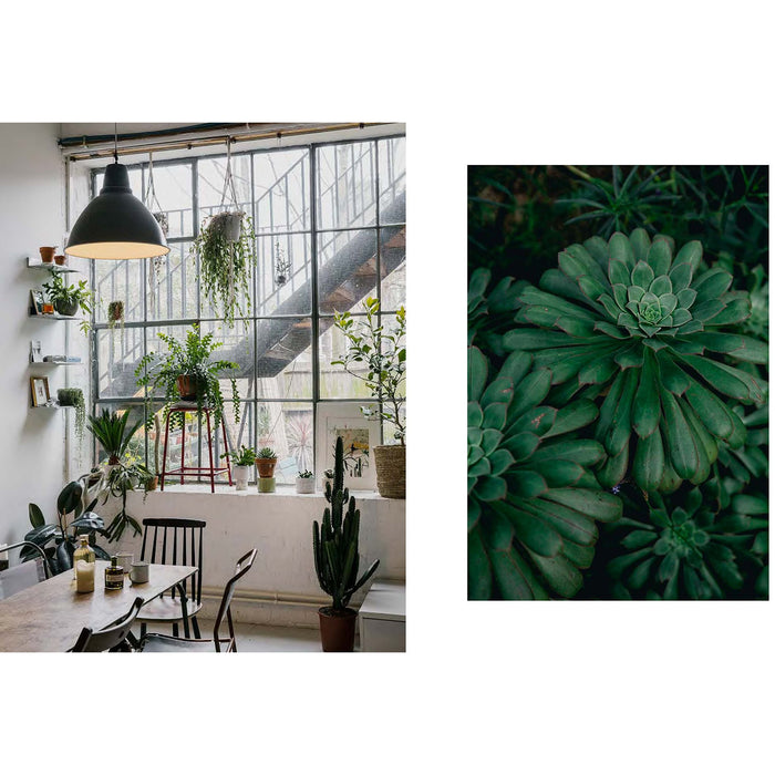 House of Plants: Living with Succulents, Air Plants and Cacti - The Book Bundle
