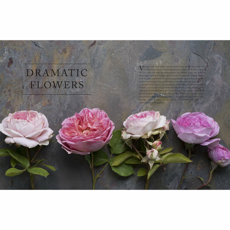 Hardcover book cover of "Vintage Roses" by Jane Eastoe, featuring a floral illustration of various vintage roses for home and garden.