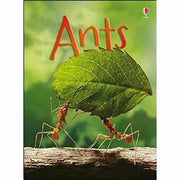 Usborne Beginners Nature & Science  20 Books Collection Set (Ants,Spider,Space) - The Book Bundle